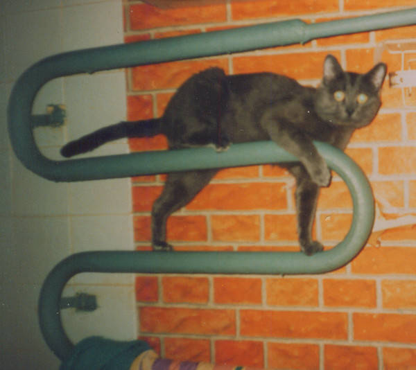 Дом Мечты Болталка: перезагрузка