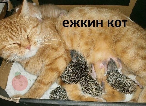 Дом Мечты Болталка: перезагрузка