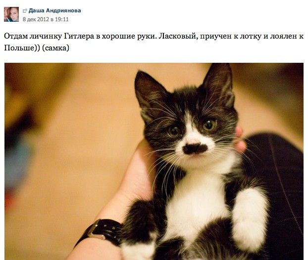 Помощь бездомным животным