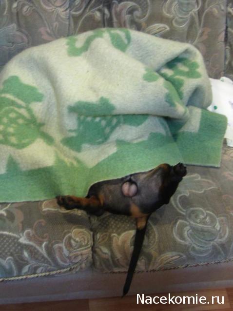 Дом Мечты Болталка: перезагрузка