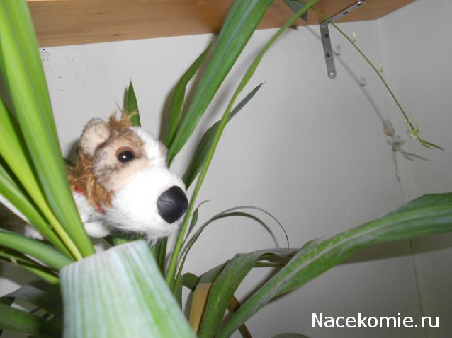 The Dog Collection Болталка