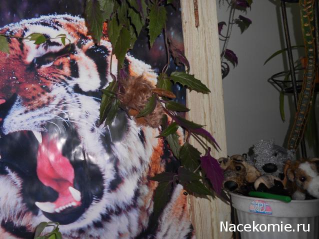 The Dog Collection Болталка