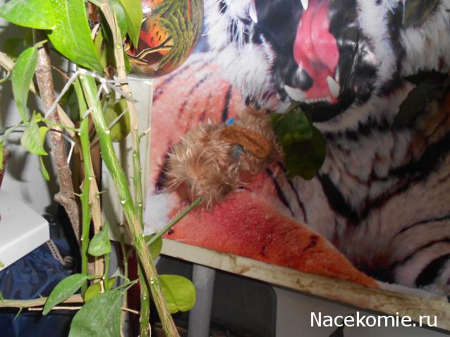 The Dog Collection Болталка