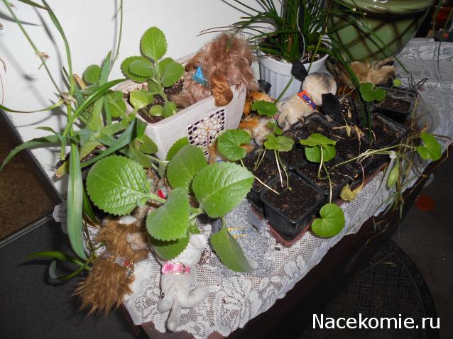 The Dog Collection Болталка