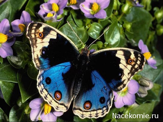 Дом Мечты наши дни рождения