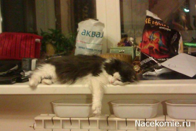 Дом Мечты Болталка: перезагрузка