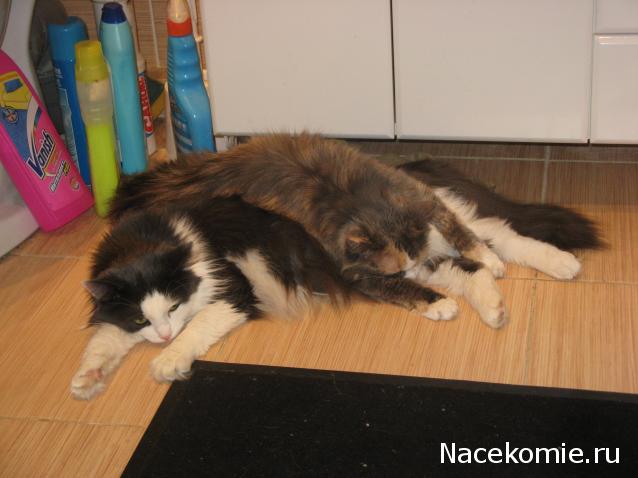 Дом Мечты Болталка: перезагрузка