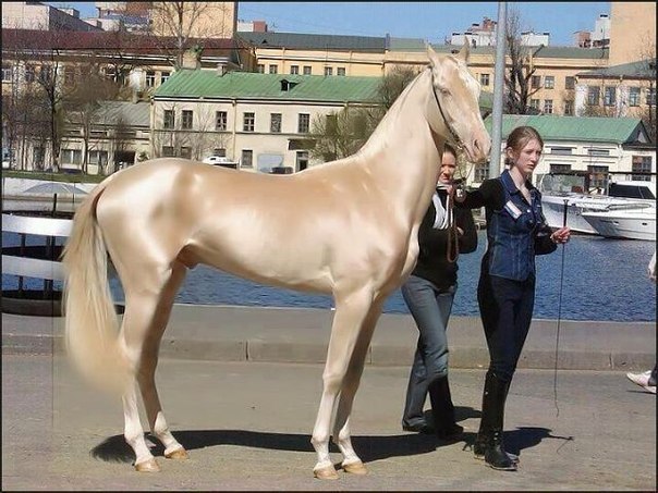 Дом Мечты Болталка: перезагрузка