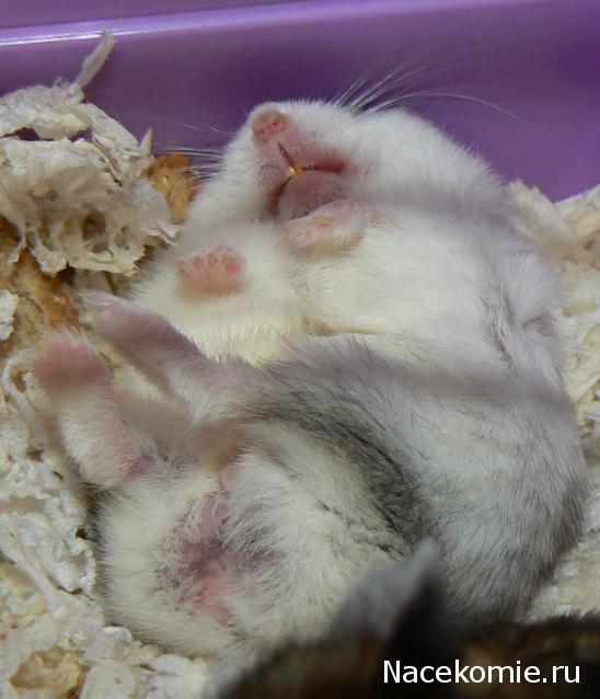 Дом Мечты и Новогодний Санта