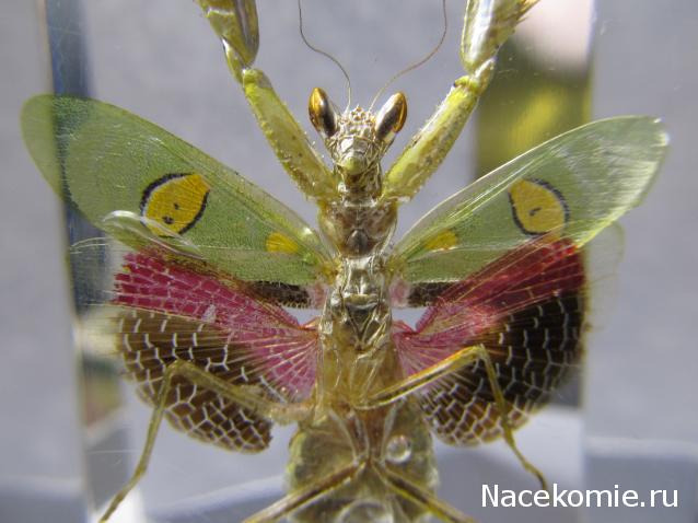 Насекомые №76 Индийский цветочный богомол (Creobroter gemmatus)