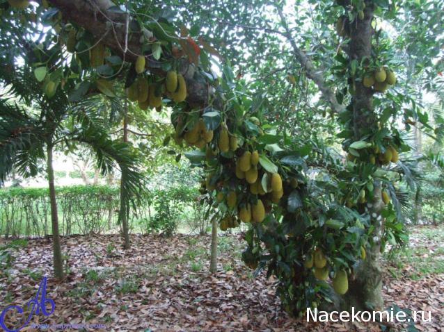 Парусник Баунти - Обустройство интерьера и  декора