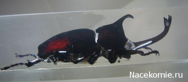 Насекомые №77 Японский жук-носорог (Allomyrina dichotoma)