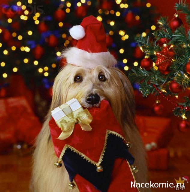 The Dog Collection Болталка