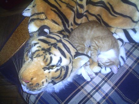 Дом Мечты Болталка: перезагрузка