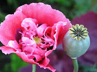 Дом Мечты Болталка: перезагрузка