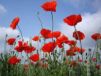 Дом Мечты Болталка: перезагрузка