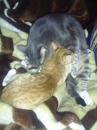 Дом Мечты Болталка: перезагрузка