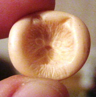 Дом Мечты и Новогодний Санта