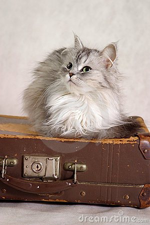 Svetlanaevg - Долгосрочная перспектива)))