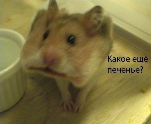 Дом Мечты Болталка: перезагрузка