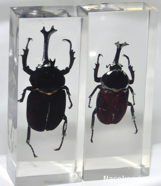 Насекомые №77 Японский жук-носорог (Allomyrina dichotoma)