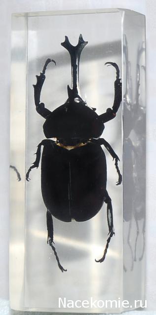 Насекомые №77 Японский жук-носорог (Allomyrina dichotoma)