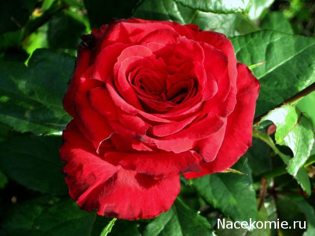 Дом Мечты наши дни рождения