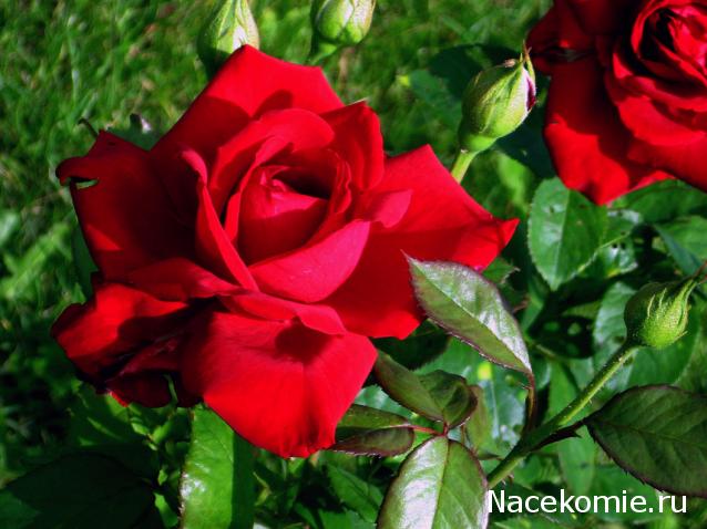 Дом Мечты наши дни рождения