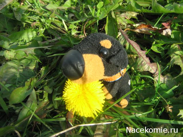 The Dog Collection Болталка