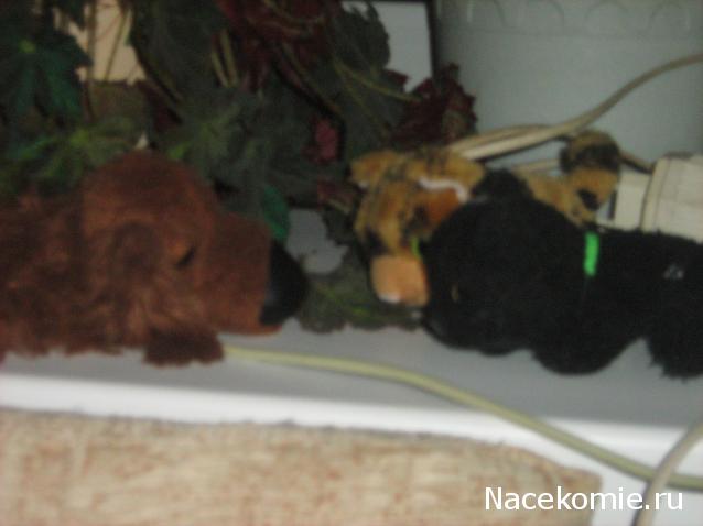 Кошкин дом. Болталка The Cat Collection