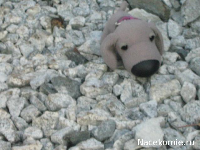 The Dog Collection Болталка