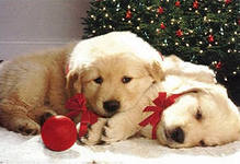 The Dog Collection Болталка