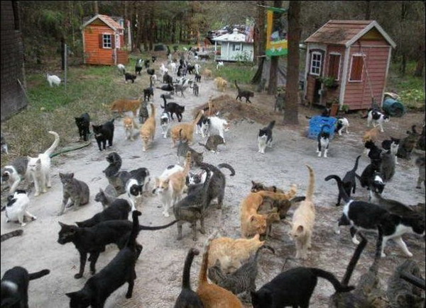 Дом Мечты Болталка: перезагрузка