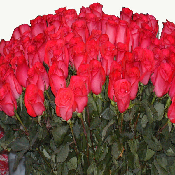 Дом Мечты наши дни рождения