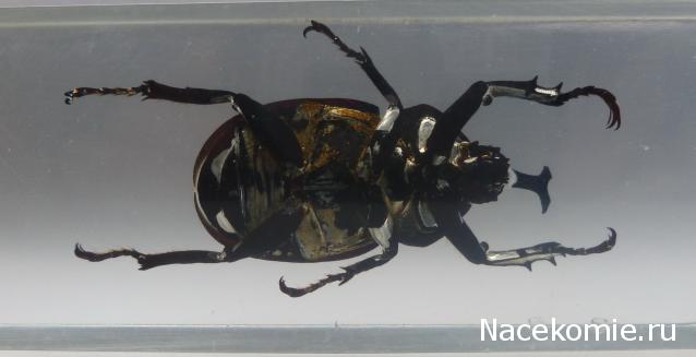 Насекомые №77 Японский жук-носорог (Allomyrina dichotoma)