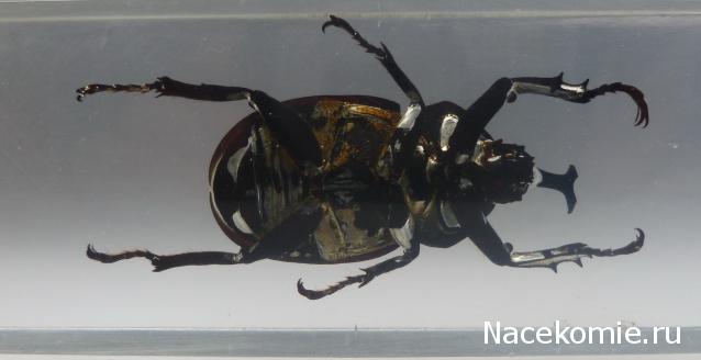 Насекомые №77 Японский жук-носорог (Allomyrina dichotoma)