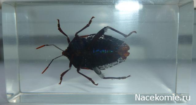 Насекомые №75 Клоп-краевик (Coreidae)