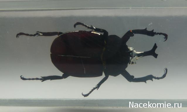 Насекомые №77 Японский жук-носорог (Allomyrina dichotoma)