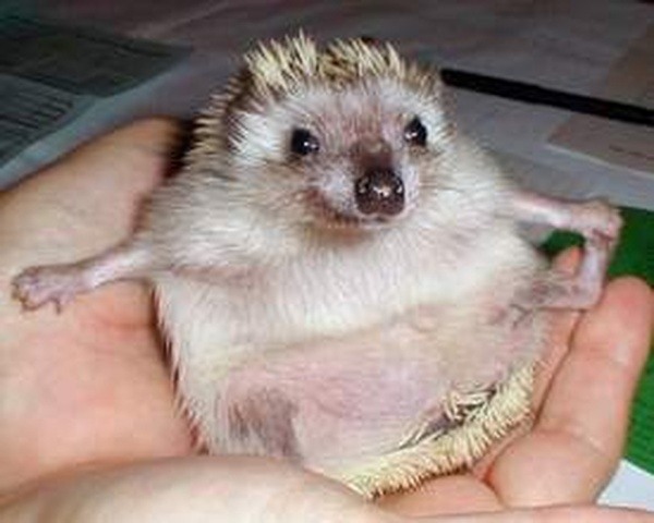 Дом Мечты Болталка: перезагрузка