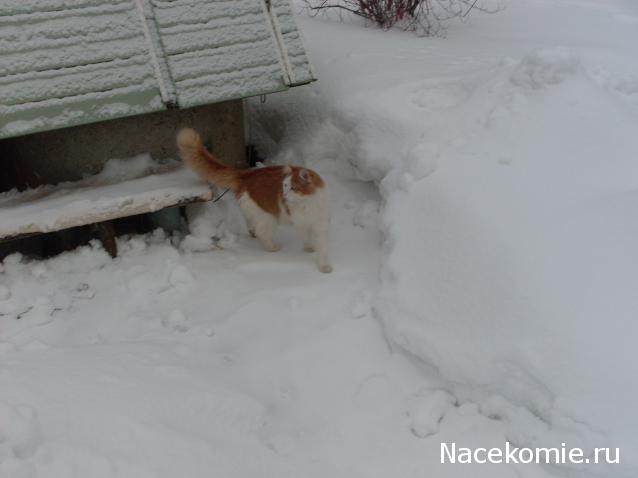 Помощь бездомным животным