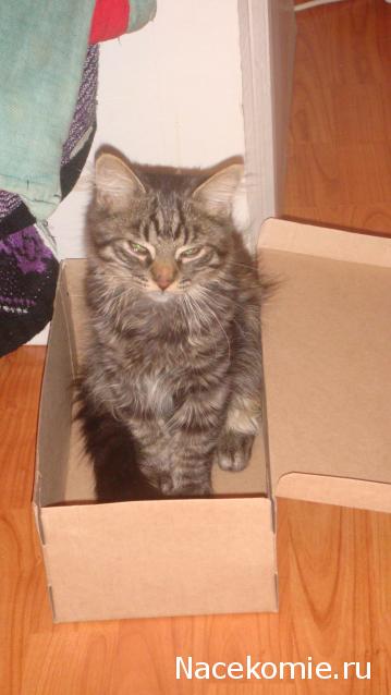 Фото кошек)))))