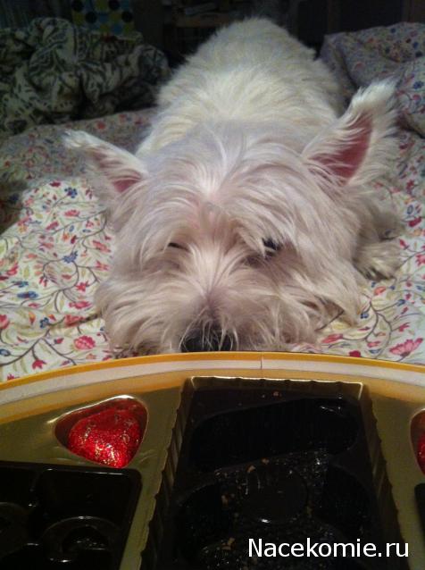 Дом Мечты Болталка: перезагрузка