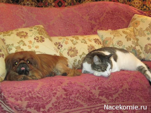 Дом Мечты Болталка: перезагрузка