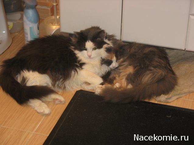 Дом Мечты Болталка: перезагрузка