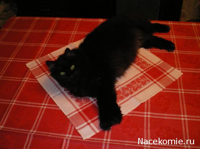 Фото кошек)))))