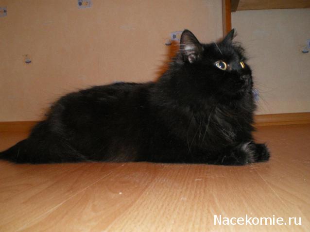 Фото кошек)))))