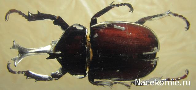 Насекомые №77 Японский жук-носорог (Allomyrina dichotoma)