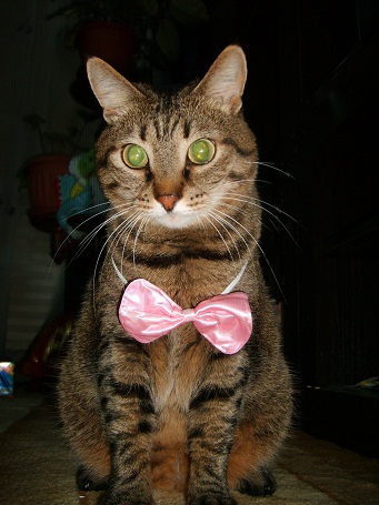 Дом Мечты Болталка: перезагрузка