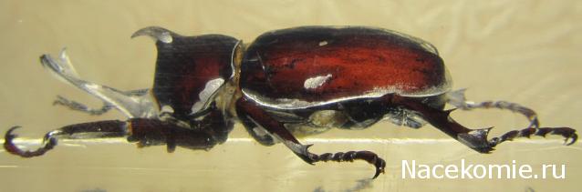 Насекомые №77 Японский жук-носорог (Allomyrina dichotoma)