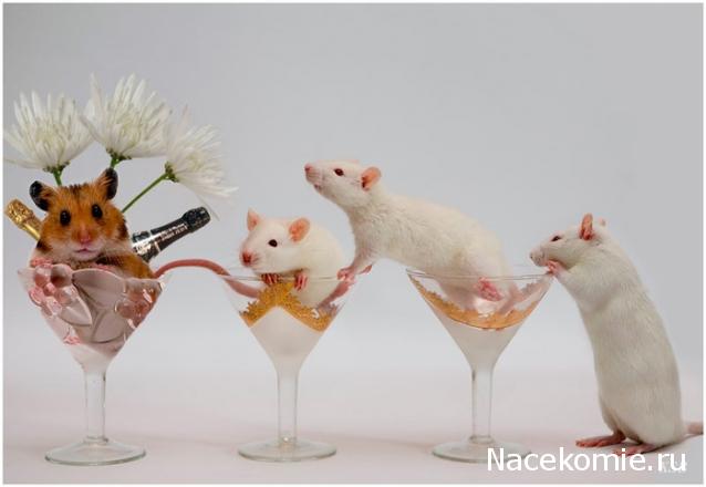 Дом Мечты Болталка: перезагрузка